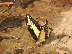 Heraclides pallas