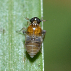 Flavoclypeus andromedus