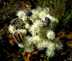 Trichostetha fuscorubra