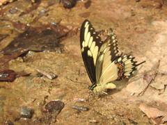 Heraclides pallas