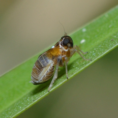Flavoclypeus andromedus