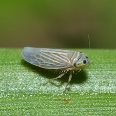 Graminella villica