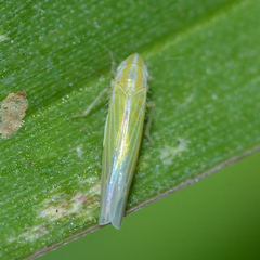 Dikraneura angustata