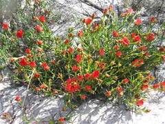 Lampranthus coccineus