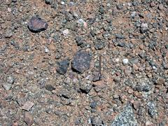 Trachypetrella anderssonii