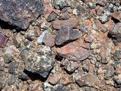 Trachypetrella anderssonii