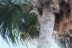 Melanerpes aurifrons