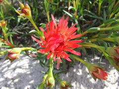 Lampranthus coccineus