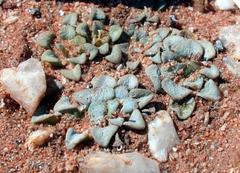 Crassula mesembrianthemopsis
