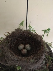 Turdus leucomelas