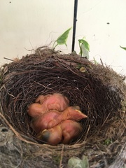 Turdus leucomelas