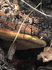 Phellinus badius