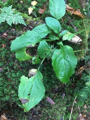 Solidago macrophylla