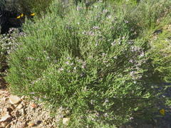 Aspalathus costulata