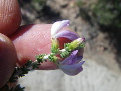 Aspalathus costulata