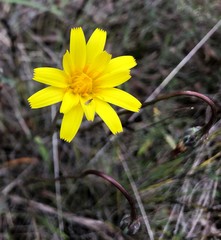 Microseris walteri