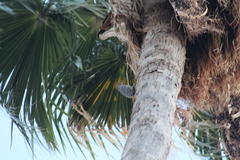 Melanerpes aurifrons