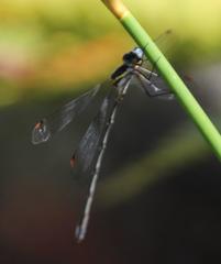 Chlorolestes conspicuus