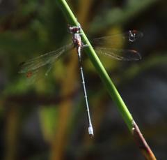 Chlorolestes conspicuus