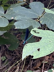 Calopteryx maculata image