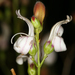 Keckiella breviflora glabrisepala - Photo (c) Steve Matson, alguns direitos reservados (CC BY), uploaded by Steve Matson