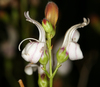 Keckiella breviflora glabrisepala - Photo (c) Steve Matson, alguns direitos reservados (CC BY), uploaded by Steve Matson