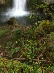 Cardamine oligosperma