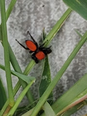 Phidippus cardinalis