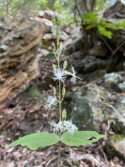 Silene ovata