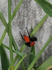 Phidippus cardinalis