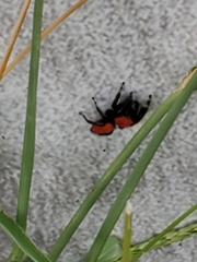 Phidippus cardinalis