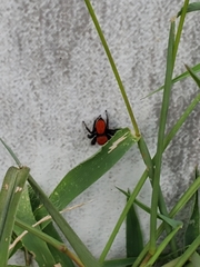 Phidippus cardinalis