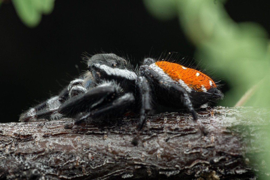Phidippus carneus