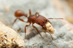 Pogonomyrmex imberbiculus