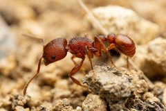 Pogonomyrmex imberbiculus