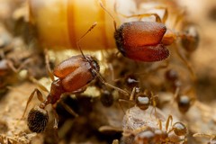 Pheidole tepicana