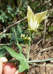Coccinia sessilifolia image