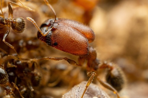 Tepic Big-headed Ant
