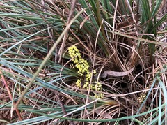 Lomandra collina