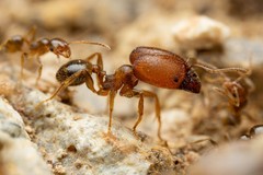 Pheidole tepicana