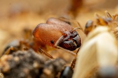 Pheidole tepicana