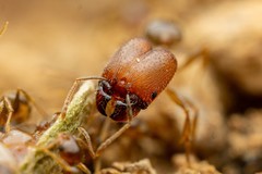 Pheidole tepicana