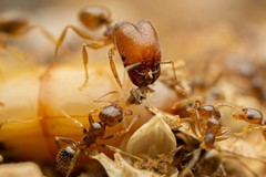 Pheidole tepicana