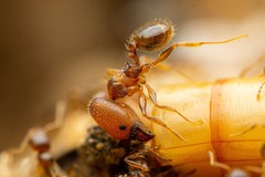 Pheidole tepicana
