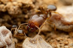 Pheidole tepicana