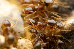 Pheidole tepicana