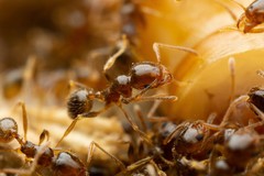 Pheidole tepicana