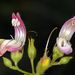 Gaping Beardtongue - Photo (c) Steve Matson, some rights reserved (CC BY), uploaded by Steve Matson