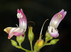 Keckiella breviflora breviflora - Photo (c) Steve Matson, alguns direitos reservados (CC BY), uploaded by Steve Matson