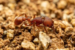 Pogonomyrmex imberbiculus